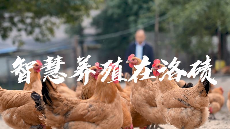 D细胞培养失败原因解析：常见问题与解决方案**
